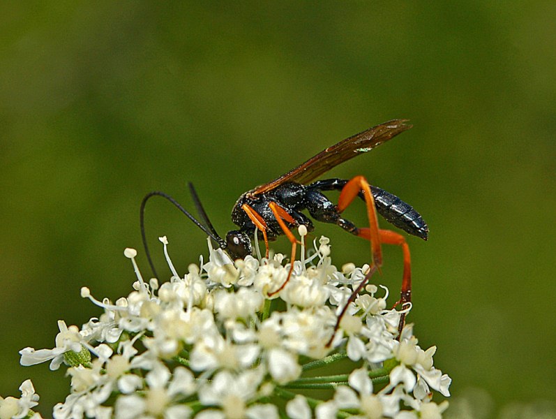 Ichneumonide nero con zampe rosse da determinare